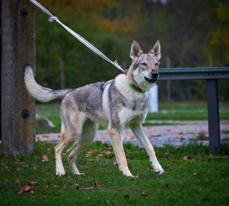 Abu Freja Male Trnie